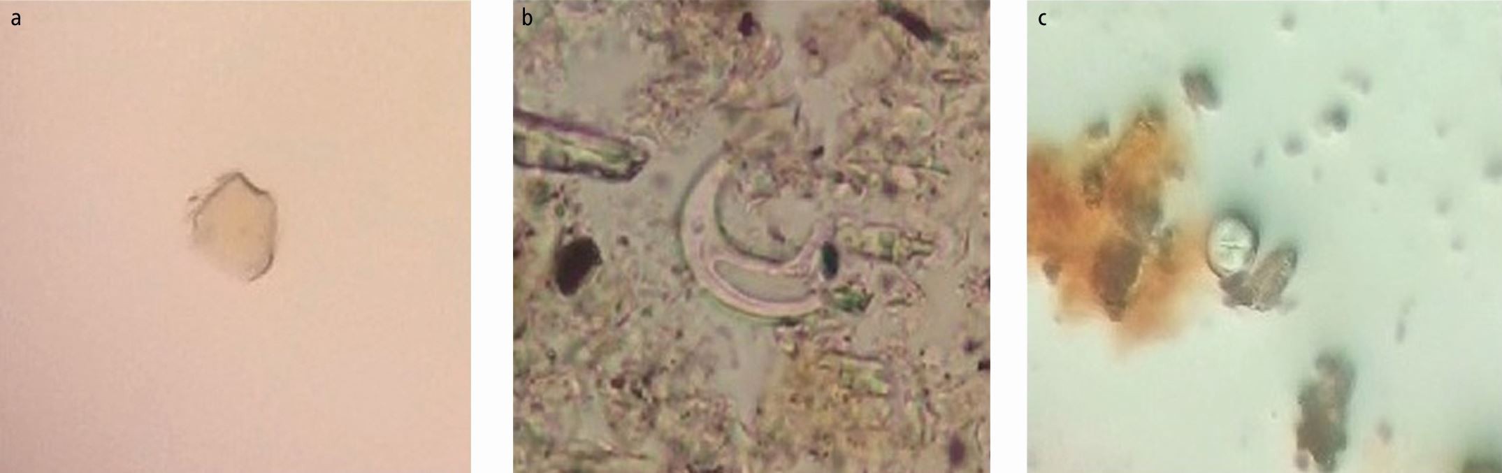 dental plaque identification kit
