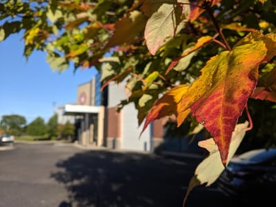 Apple Tree Dental Mounds View