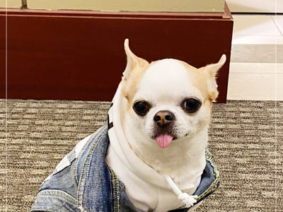 Bellevue Park Dental