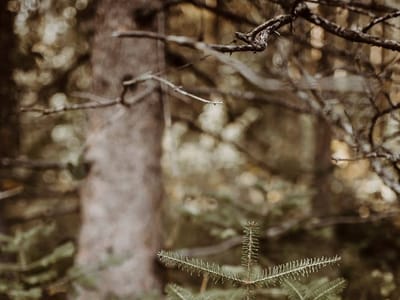 Bemidji Family Dentistry