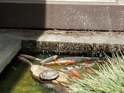 Bridgeport Dental Arts