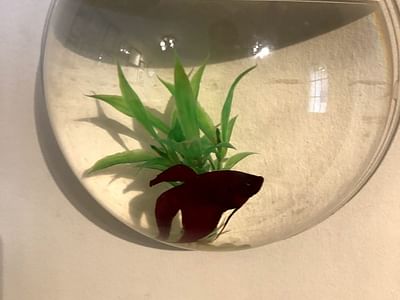 Bright Smile Dentistry