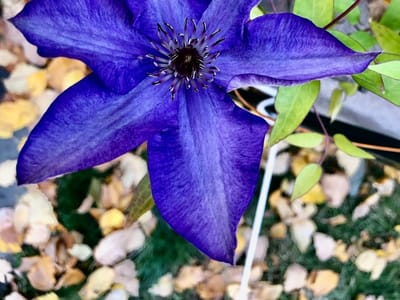 Brookline Dental Center