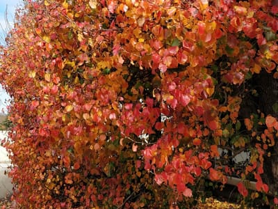 Canyon Creek Family Dentistry of Richardson