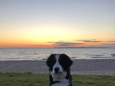 Chapel Hill Dental Care - Joseph G. Marcius, DDS