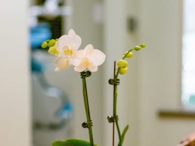 Chester Yokoyama, DDS - Dental Healing