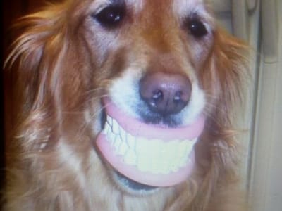 Crested Oak Dentistry