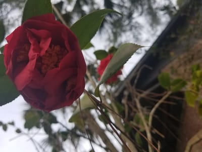 Cruz Davis Family and Cosmetic Dentistry