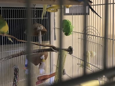 DeMarco Dental Practice