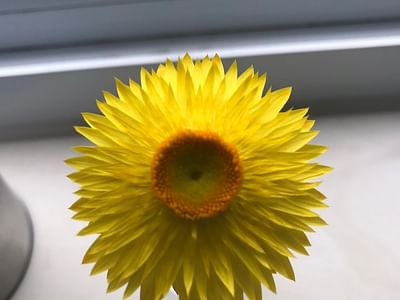 DeMarco Dental Practice