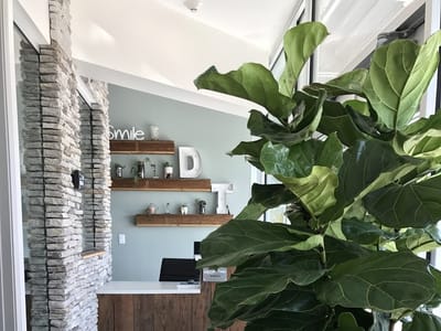 Dentist Tree of Fairfield