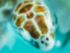 Dentistry For Children: Paul Yim DDS