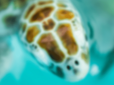 Dentistry For Children: Paul Yim DDS