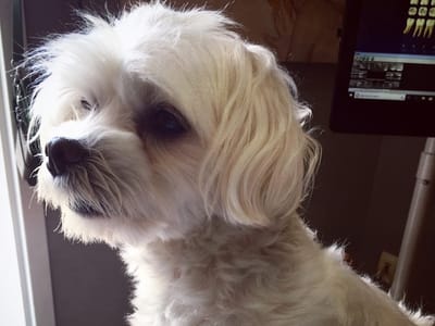 Dr Amy Do Family Dentistry