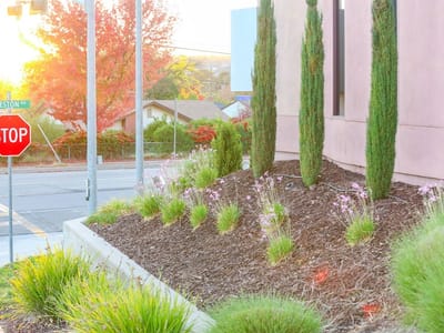 Dr. Harneet Kaur DDS