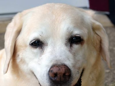 Dr. Jennifer E. Mihalopulos