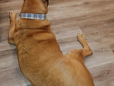 Dr. Jennifer E. Mihalopulos