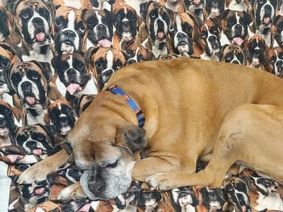 Dr. Jennifer E. Mihalopulos