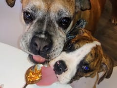 Dr. Jennifer E. Mihalopulos