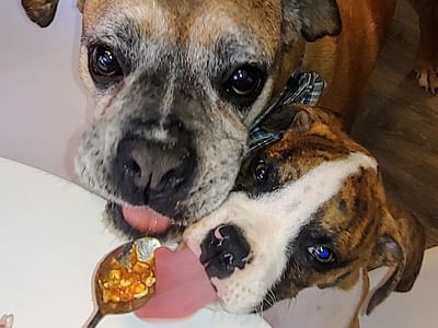 Dr. Jennifer E. Mihalopulos