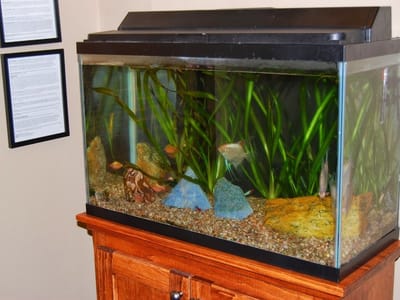 Dr. Jim Phillips, Jr. - Phillips Family Dentistry