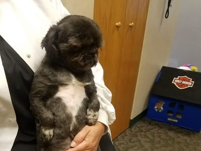 Dr. Patricia E. Romano DDS