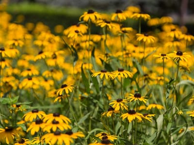 Family Roots Dentistry - dentist in McHenry