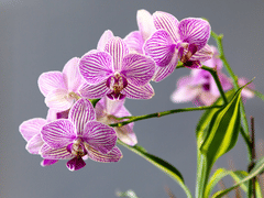 Fantastic Family Dental: Doris Lin, DDS