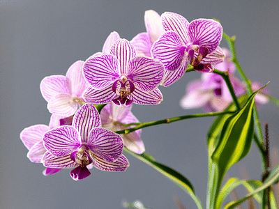 Fantastic Family Dental: Doris Lin, DDS