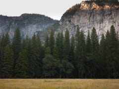 Forest Family Dentistry