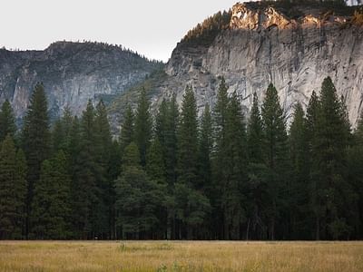 Forest Family Dentistry