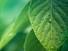 Forest Family Dentistry