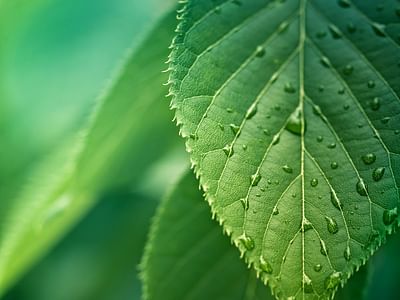 Forest Family Dentistry