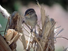 Fruita Canyon Dental