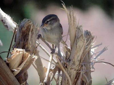 Fruita Canyon Dental