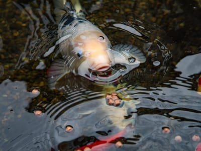 Gregson Family Dentistry: N. Dean Gregson, DMD