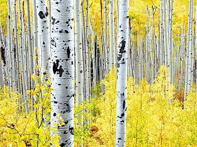High Country Dentistry