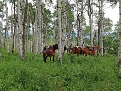 High Country Dentistry