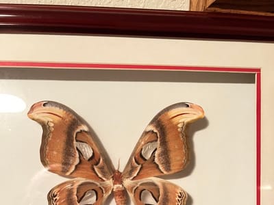 High Sierra Dental Care - Dr. Mireya Ortega, DDS