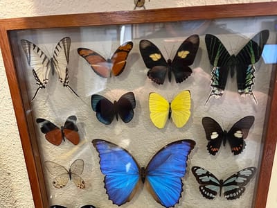 High Sierra Dental Care - Dr. Mireya Ortega, DDS