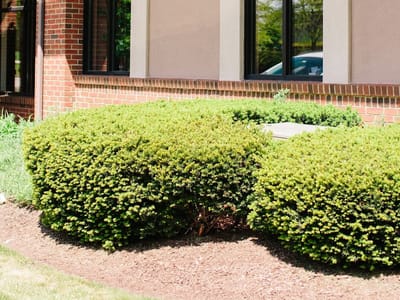 Hofmeister Family Dentistry