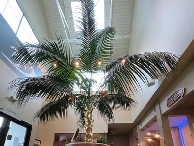 Impressions Dentistry