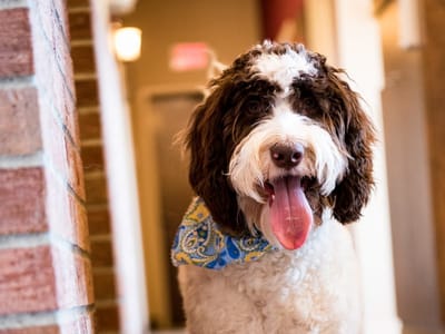 Justin Poulson, DDS, MAGD