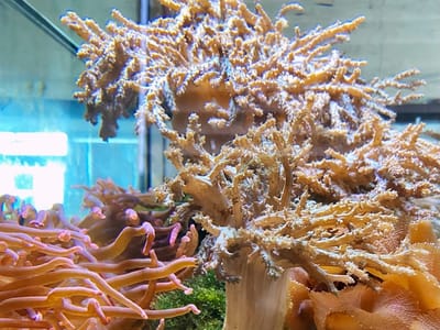 Kamel Dentistry: Plantation FL DENTIST 33322