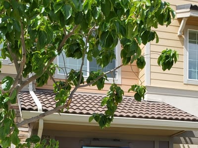 Kapolei Keiki Dental