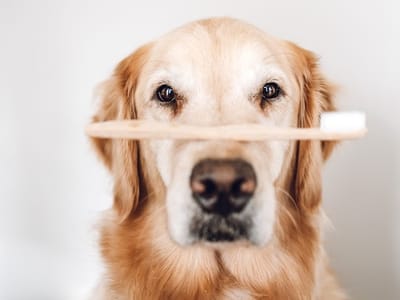 Kievit Dentistry (Formerly Beautiful Smiles)