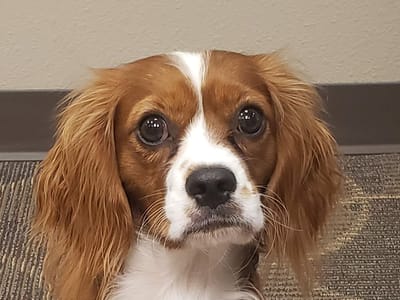 Kokopelli Family and Cosmetic Dentistry