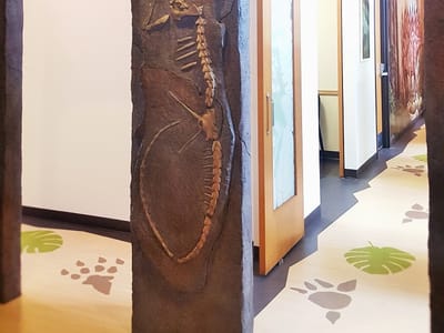 Li'l Teeth Dentistry