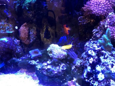 Mathews Dental Clinic