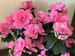 Medical Center Dental, LLC